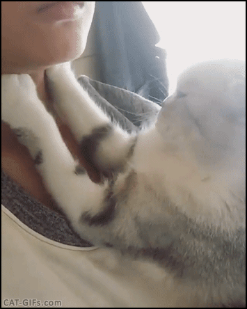 gifmorderca  GIF