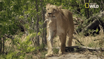 big cat week battle for the pride GIF by Nat Geo Wild 