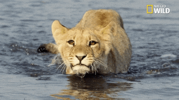 Big Cat Lion GIF by Nat Geo Wild