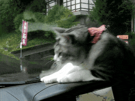 aberration #cats #cat #attacks #wipers GIF
