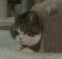 interested cat GIF