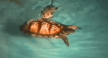 Surfing Swimming GIF by AFV Pets