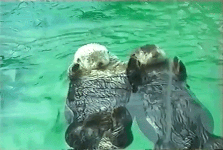 Holding Hands Sleeping GIF by AFV Pets - Find & Share on GIPHY