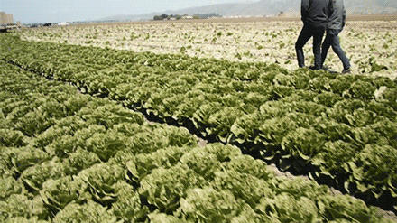 Field Farm GIF by University of California - Find & Share on GIPHY