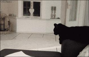 andersonporto cat hifive GIF