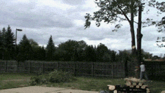 tree fail GIF by America's Funniest Home Videos