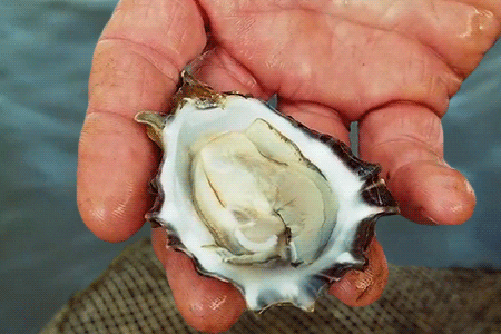 oysters meme gif
