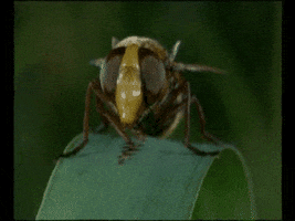mauxuam trippy psychedelic artmatic acid fly GIF