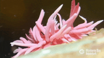 sea slug nudibranch GIF by Monterey Bay Aquarium