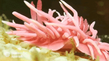 sea slug nudibranch GIF by Monterey Bay Aquarium