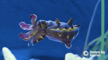 metasepia pfefferi tentacles GIF by Monterey Bay Aquarium