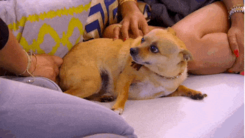 Video gif. A chihuahua has their head turned back and is staring someone down. The camera zooms in on it and it never gives up its stare at all.
