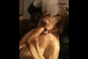 Dog GIF by America's Funniest Home Videos