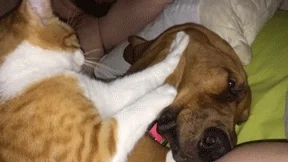 Cat And Dog Lol GIF