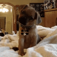 face puppy GIF by America's Funniest Home Videos's Funniest Home Videos