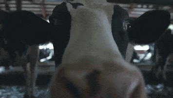estudioabc ice cream cow road sorvete GIF