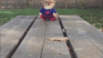 Dog Running GIF by America's Funniest Home Videos