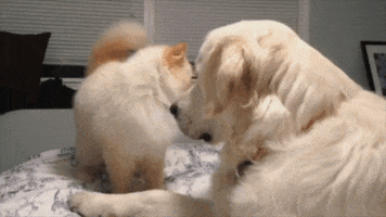 Cat Dog GIF by America's Funniest Home Videos's Funniest Home Videos