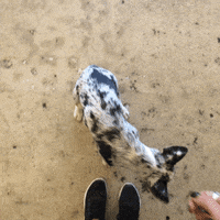 Dog Begging GIF by GIPHY