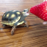 Turtle Eating GIF