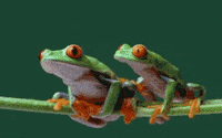 excuse me frogs GIF