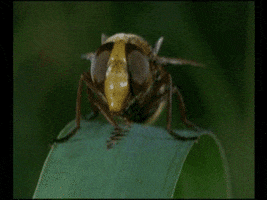mauxuam acid fly GIF