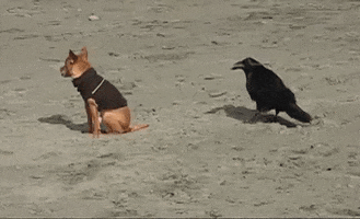 overlook  GIF
