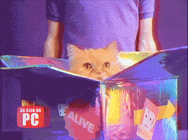 Cat If I Fits I Sits Gif By GIF