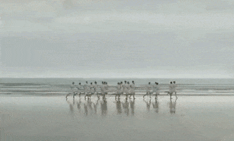chongranfilarts chariots of fire chongranfilarts chariotsof fire  evangelos vangelis GIF