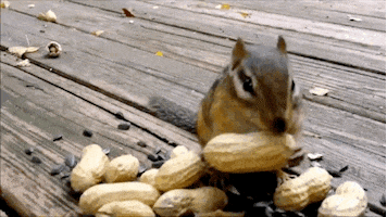 GIF by World's Funniest - Find & Share on GIPHY
