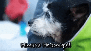 Dogs GIF by Badass BK