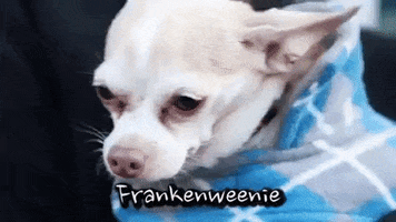 Dogs GIF by Badass BK