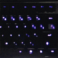 animation motion GIF by Ryan Seslow