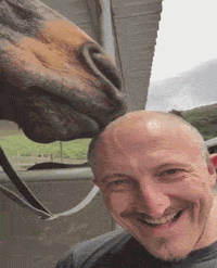 horse lol GIF by America's Funniest Home Videos