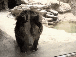 zoo  GIF