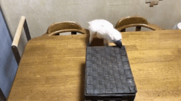 errormash09 cat box parrot bop GIF