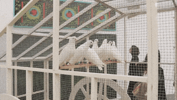 frieze art fair doves GIF by Frieze