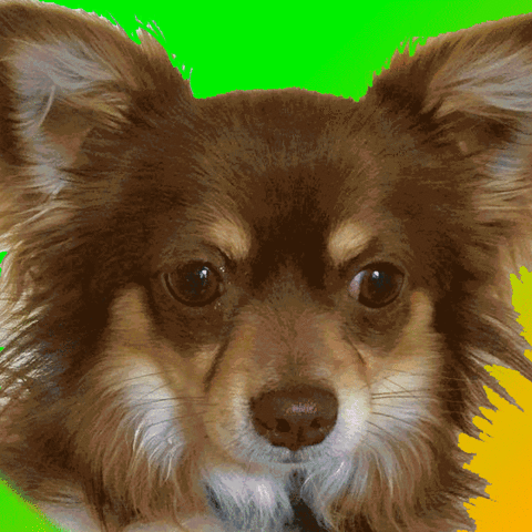 asor dioni cugui gangsta del amor GIF