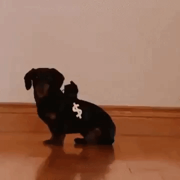 caiqmoretto  GIF