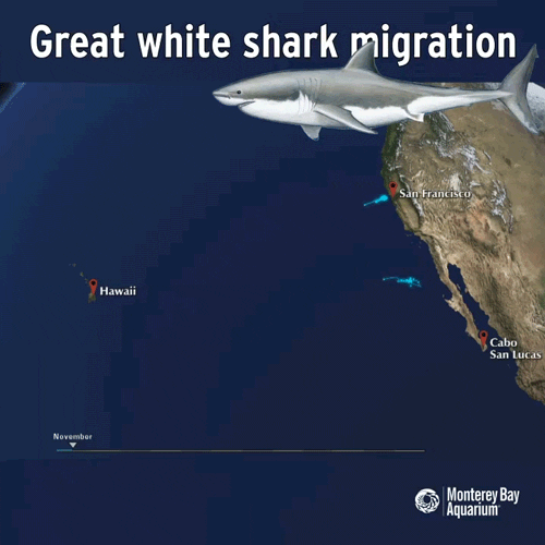 Great White Shark GIFs - Get the best GIF on GIPHY