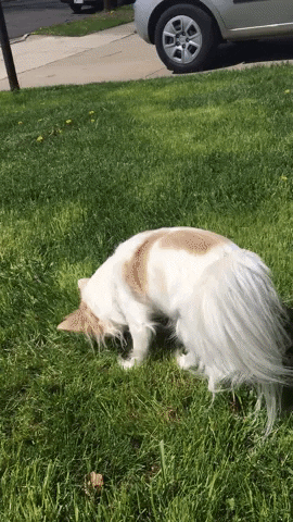 chihuahua roll over GIF by KeepUpWithJaz