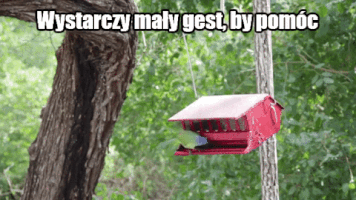 dariuszkowalski-6c72 bird GIF