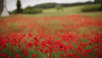 RobertaBelfontali peace imgur poppy rosso GIF