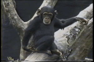 phuongnguyen33  GIF