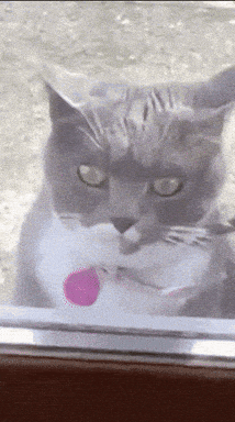 Giphy - Go Crazy Cat GIF