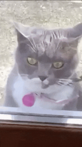 Go Crazy Friday GIF by Andrea - Find & Share on GIPHY