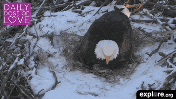 bald eagle love GIF by explore.org