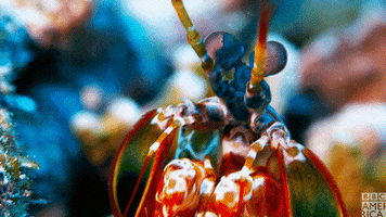 Blue Planet Shrimp GIF by BBC America