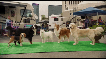 Tail GIF by Show Dogs Movie