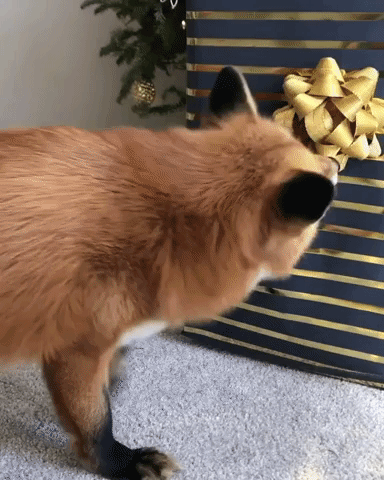 Christmas Fox GIF